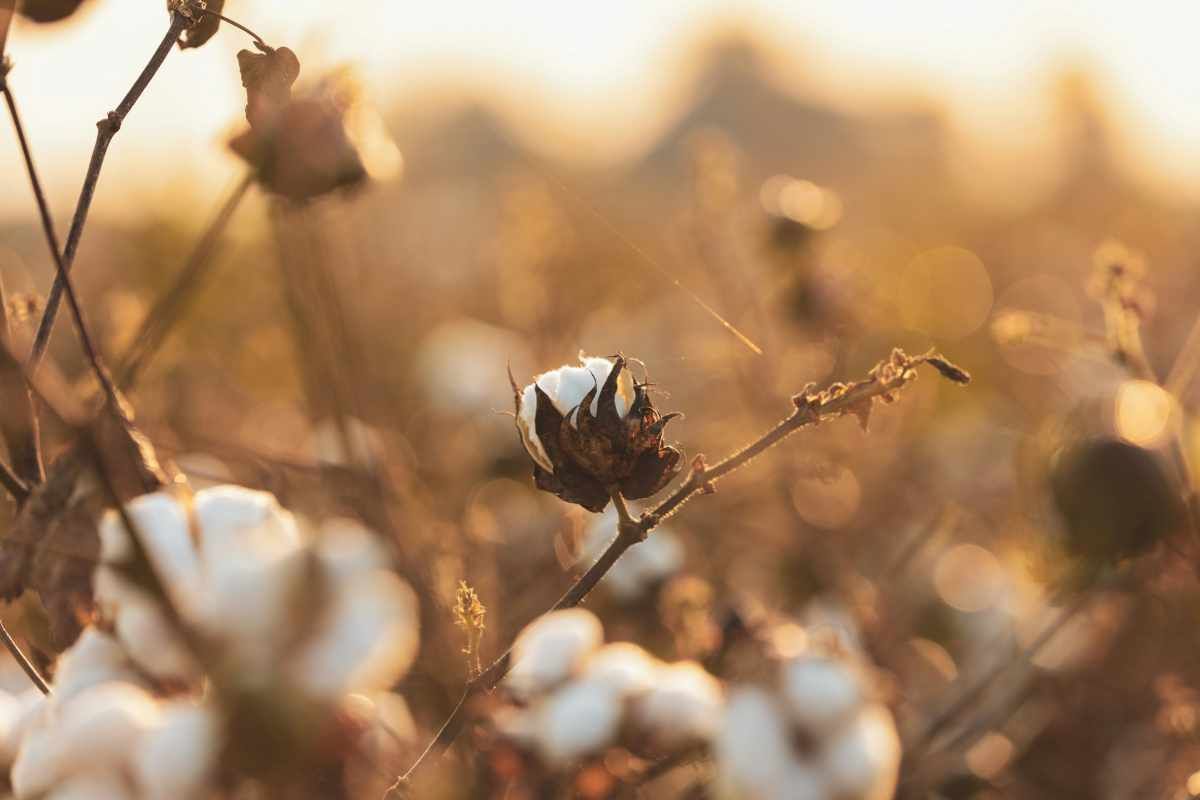 cotton field