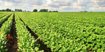 Wide photo of gricultural land farming.