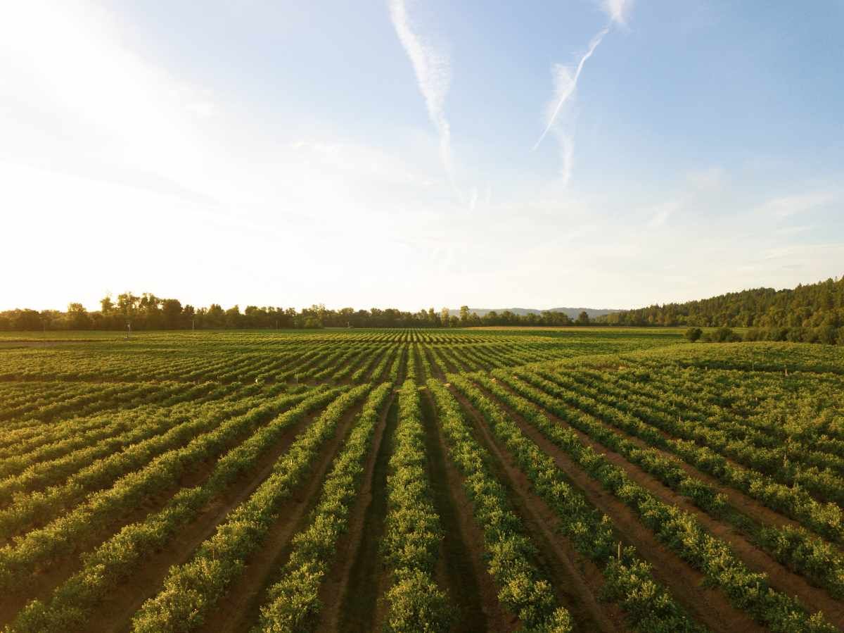 wide view of farmland and distant landscape.